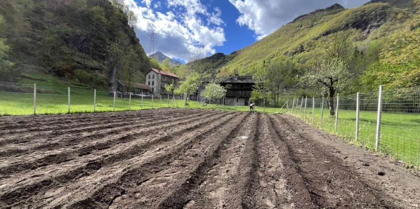 25/04/2025: Semina delle patate nel campo alla Canera